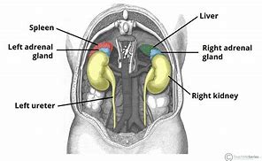 Image result for Where Are Adrenal Glands