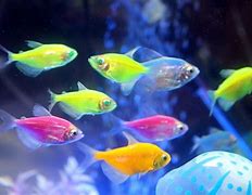 Image result for Pink Saltwater Fish