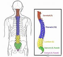 Image result for View of Spinal Column