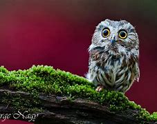 Image result for Cute Owl Desktop