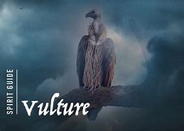 Image result for Vulture Spirit