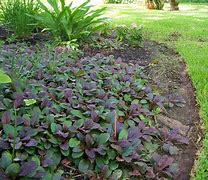 Image result for Ground Cover for Shaded Areas