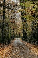 Image result for Leaves On Footpath