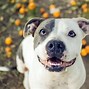 Image result for Cool Pitbull