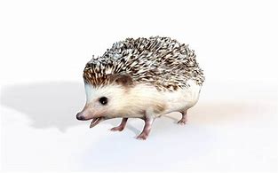 Image result for Hedgehog 3D Kids