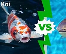 Image result for Baby Koi Carp