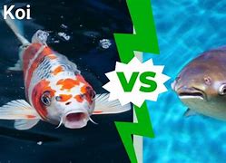 Image result for Striped Koi Carp