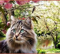 Image result for Spring Cat Screensavers