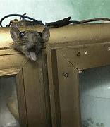 Image result for Cornered Rat Meme