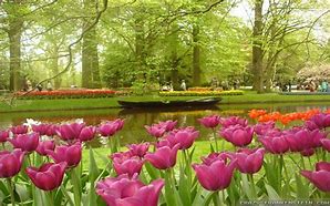 Image result for Flower Garden Screensavers Free