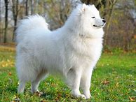 Image result for White Puffy Doggo