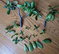 Image result for Jade Plant Roots