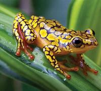 Image result for Poison Dart Frog Animal