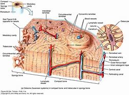 Image result for Compact Bone