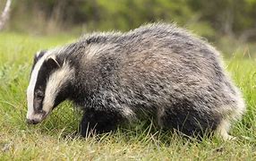 Image result for Common Badger