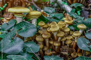 Image result for Amarillia Fungus