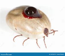 Image result for Blood Mites