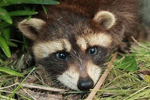 Image result for Baby Raccoon Dog