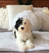 Image result for Sheepadoodle Images