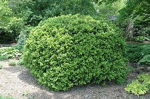 Image result for Japanese Boxwood Plant