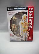 Image result for Human Skeleton Anatomy Kit