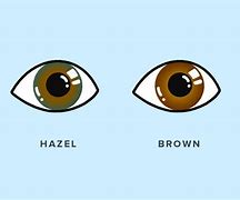 Image result for Hazel Brown Eyes Mix