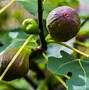 Image result for Grove of Avocado Trees