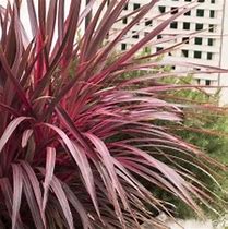 Image result for Dracaena Merah