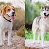 Image result for Husky Mix Dogs