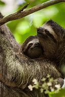 Image result for Baby 3 Toed Sloth