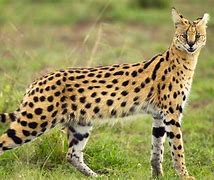 Image result for Domestic Savannah African Serval Cat