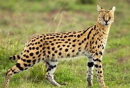 Image result for Black Serval Cat