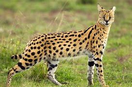 Image result for Red Serval Cat