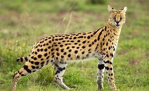 Image result for Serval Cat Photos