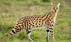 Image result for Full-Grown Serval Cat