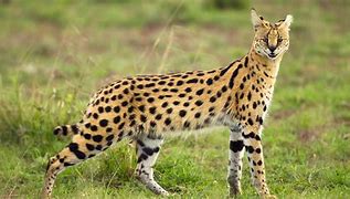 Image result for Side Profile of Serval Cat