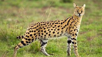 Image result for Serval Cat Lynx