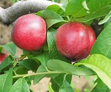 Image result for French Peach Orchard