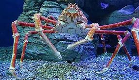 Image result for Alaskan Blue Crab