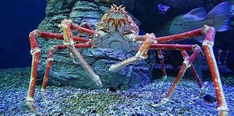 Image result for Alaskan Kng Crab