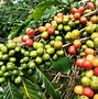 Image result for Fruit Trees in Algoma Region