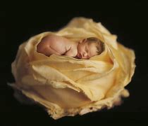 Image result for Anne Geddes Baby Photos