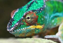 Image result for Rainforest Reptiles