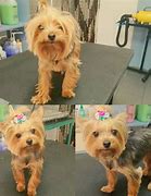 Image result for Yorkie Dog Grooming