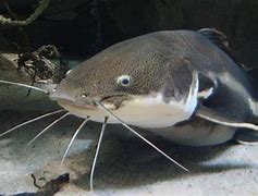 Image result for African Fish with Whisker