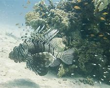 Image result for Lionfish and Scorpion Fish