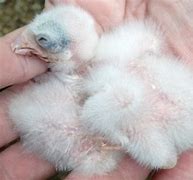 Image result for Baby Kestrel Rescue