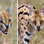 Image result for Serval Tail