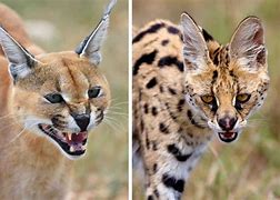 Image result for Serval Family