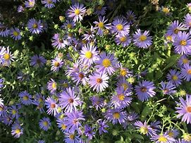 Image result for Aster October Skies